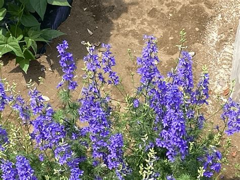 釘子花植物|千鳥草の植物図鑑（検索結果）｜みんなの趣味の園